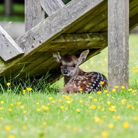 Deer Cottage 2 Uk39332 Biddenden 외부 사진