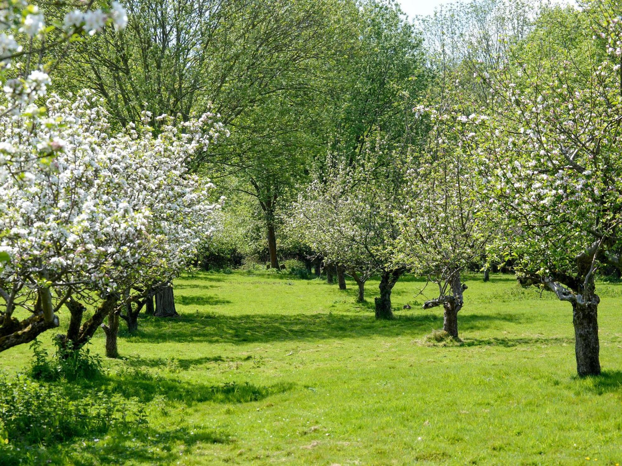 Deer Cottage 2 Uk39332 Biddenden 외부 사진